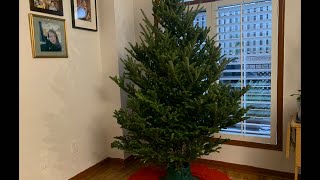 Fraser fir tree 🎄🌲🎄🇨🇦❤️🇨🇦canada christmastree [upl. by Adriaens]