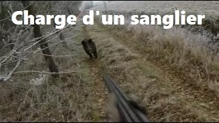 Un sanglier charge 4 postés [upl. by Muns178]