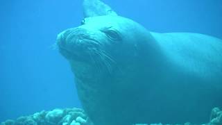 The Hawaiian Monk Seal [upl. by Oliana607]