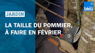 Pour avoir des belles pommes la taille du pommier est à faire en février [upl. by Llecrad]