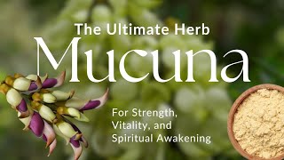 The Growing Buzz around Mucuna What makes this Ancient Herb so Special [upl. by Harwill535]