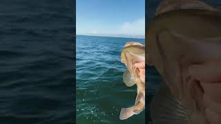 Opening Day Solo Shallow Water Grouper Fishing trip in Homosassa FL [upl. by Antipas]