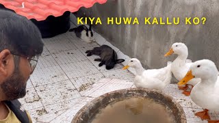 Rabbit is he alright  Kiya huwa Kallu ko  Fur and Fin petsvlog [upl. by Amalberga565]