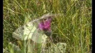 Carpathian wildlife  The Apollo butterfly Parnassius Apolloavi [upl. by Delmar]