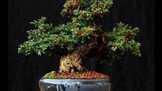 Care Guide for the Cotoneaster Bonsai Tree [upl. by Haimaj]