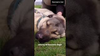 This Dog Breed has the Strongest Bite  animalfacts dogfacts [upl. by Cirred]