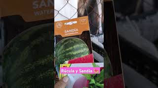 Huerto Casero huertocasero gardening ytshorts viralvideo shorts plantlover foryou jardin [upl. by Einnob]