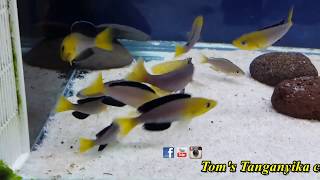 Cyprichromis leptosoma yellow head Kekese F1WC spawning [upl. by Haram]