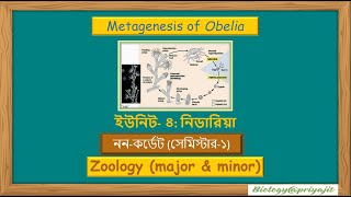 The Secret of Obelia Understanding Metagenesis StepbyStep [upl. by Tarkany]