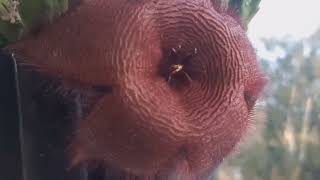 STAPELIA GRANDIFLORA [upl. by Gorges574]