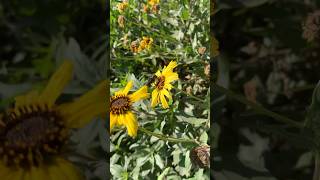 pollinators on california bush sunflower Encelia californica Asteraceae at Kenneth Hahn Park [upl. by Senoj87]