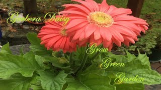 How to grow Gerbera daisiesindoor and outdoor [upl. by Rubens]