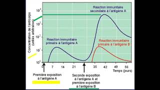 Immunité adaptative Cour dimmunologie 3 [upl. by Hyatt]