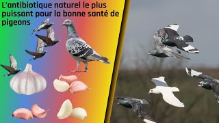 L’antibiotique naturel le plus puissant pour la bonne santé de pigeons [upl. by Odlanar367]