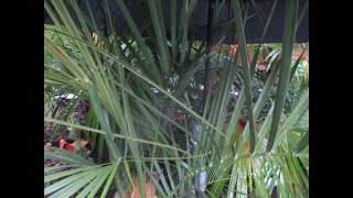 How to increase Butia palm tree cold tolerance [upl. by Pavier]