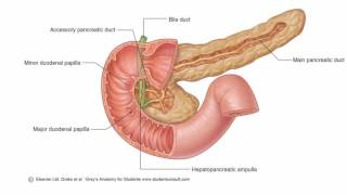 Anatomy 1  C2  L11  Biliary system [upl. by Ecadnac]