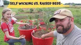 DIY Self Wicking Tubs Vs Raised Bed Gardening [upl. by Nomzed]