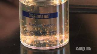 How to Care for Daphnia [upl. by Joel280]