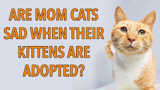 Do Mom Cats Miss Their Kittens After Adoption [upl. by Onoitna]