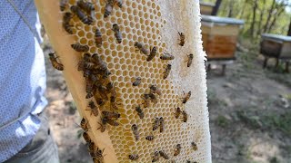 Lo mejor de videos de Apicultura y abejas  Apivlog [upl. by Philippe]