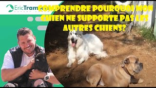 COMPRENDRE POURQUOI MON CHIEN NE SUPPORTE PAS LES AUTRES CHIENS [upl. by Tarsuss]