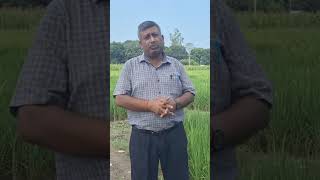 एजेटोवैक्टर Azotobacter जैव उर्वरक किस फसल में प्रयोग करते हैं shortsvideo agriculture  farming [upl. by Stinson753]