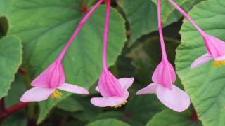 Gardening Tips  How to Grow Begonia Grandis [upl. by Brezin]