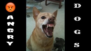 Angry Dog Compilation Dog Barking and Fierce Dogs of all time [upl. by Towbin]