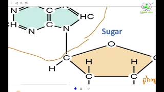 Biophysics PT gu lectuer 3 quotATP structurequot [upl. by Springer]