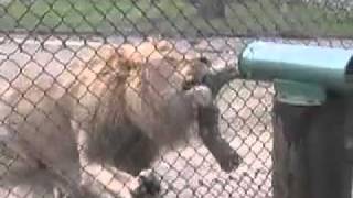 Wildlife Safari Tug Of War With Lions [upl. by Merp]