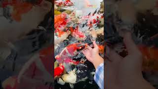 Goldfish Breeding shorts ytshorts goldfish breeding aquarium fishing aquatic [upl. by Mears]