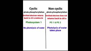 Difference between Cyclic and Non cyclic photophosphorylation [upl. by Juliann]