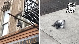 Huge hawk murders pigeon for pure sport [upl. by Sayers]