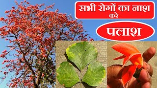 सभी रोगों का नाश करे पलाश│ Benefits of Butea Monosperma on Health Channel By Vishal Sathye [upl. by Frech]