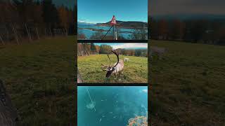 🍁ULTIMATE AUTUMN ACTIVITIES🍁 youtuber youtubeshorts youtube shorts viral [upl. by Mcdougall478]