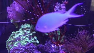 Marine Fish Tank 4K one hour [upl. by Robby645]