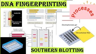 DNA FINGERPRINTING PROCESS [upl. by Qiratla]