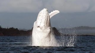 15 Incredible WHALE Species That Actually Exist [upl. by Fryd]