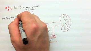 Urinalysis Part 2mp4 [upl. by Dagny83]