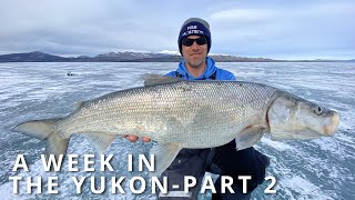 A Week In The Yukon  FILM Part 2 In Search of an INCONNU [upl. by Katleen311]