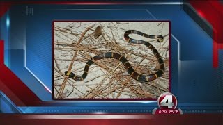 Man bitten by coral snake [upl. by Hennessy]