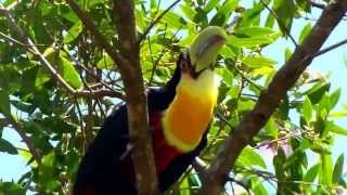 Toucan Facts [upl. by Grider]