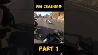 DOG LIVE CRASHED WITH BIKERPAIR TOOTGAYAmodifiedrr310 riderkawasakizxórmonsterenergy [upl. by Esmaria]