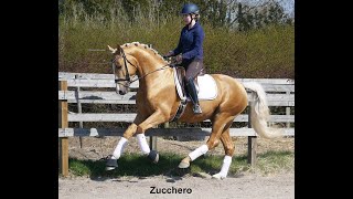 Zucchero 9717 stallion [upl. by Niawd]