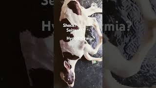 Shock  Seizures  Hyperthermia  Heat Stroke in Calf [upl. by Ahsad]