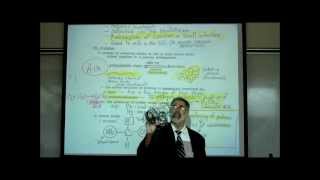 AMINO ACIDS amp PROTEINS by Professor Fink [upl. by Anidnamra]