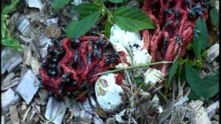 Fungi  red cage fungus Clathrus Ruber [upl. by Atinrehs532]