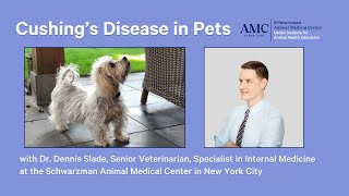 Cushings Disease in Dogs and Cats [upl. by Ackerley80]