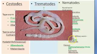 Pharmacology 923 a Anti Helminthic Drugs Parasite Albendazole Mebendazole Ivermectin [upl. by Morette]