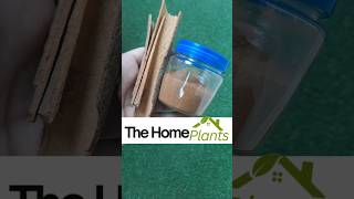 🌿 Cinnamon To Prevent Mold And Fungi On Your Plants 🌿 Using Cinnamon Against Soil Fungus And Mold [upl. by Tressa239]